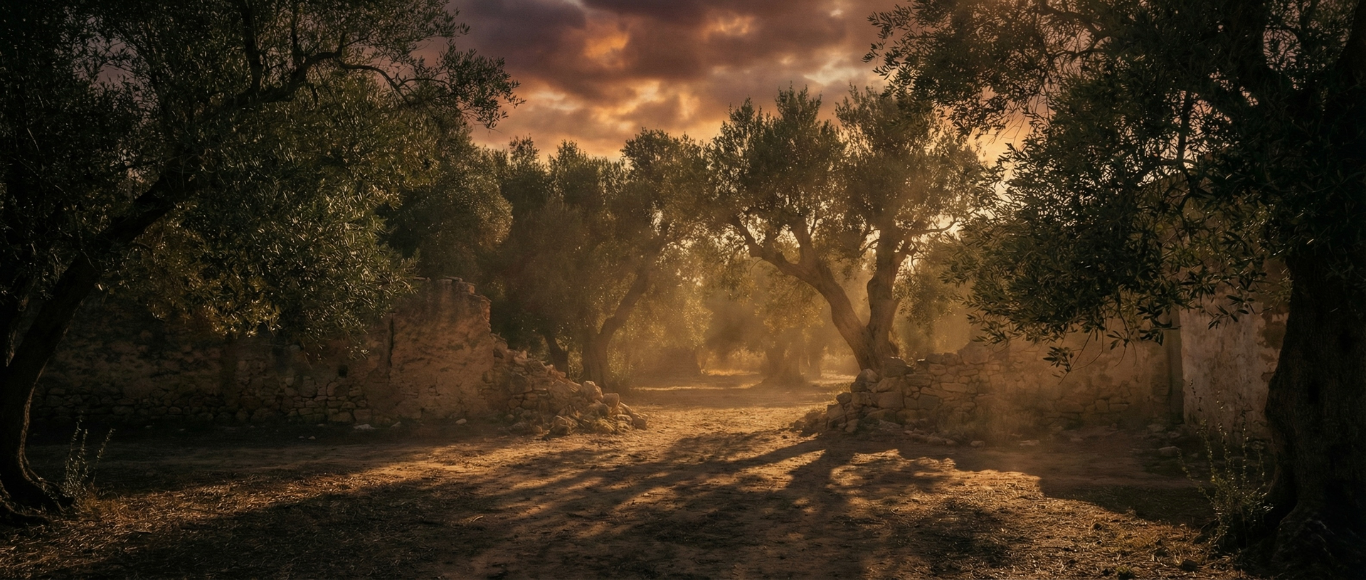Olive grove heritage